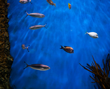 Underwater scene, showing different colorful fishes swimming