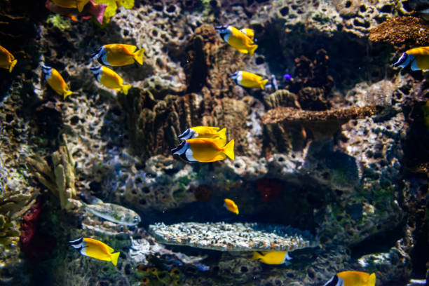 istock Underwater world with corals and tropical fish. 1396377185