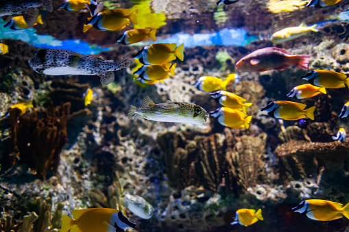 Coral reefs and tropical fish.Sea Life Aquarium