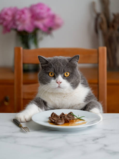 istock British Shorthair cat sitting at the dining table ready to eat 1396377255