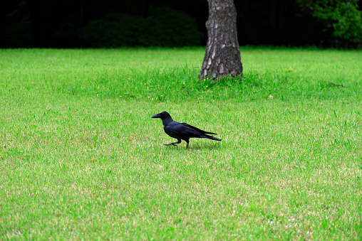 Crow on the fresh grass in public park with copy space.