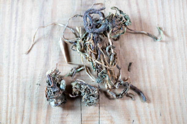 chinese medicine  dandelion