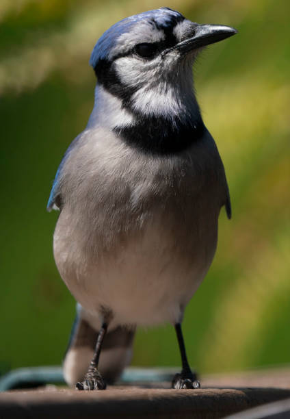 istock Bluejay on the backyard fence 1396379557