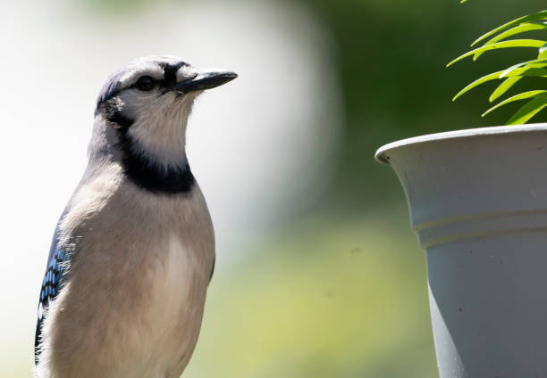 istock Bluejay on the backyard fence 1396379598