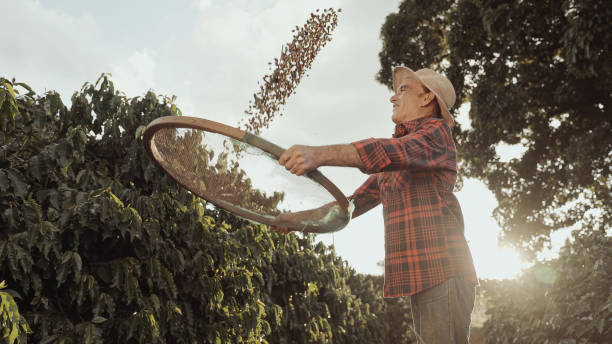 畑で晴れた日にコーヒーを収穫し、コーヒー豆をふるいにかけるラテン農家。 - plantation ストックフォトと画像