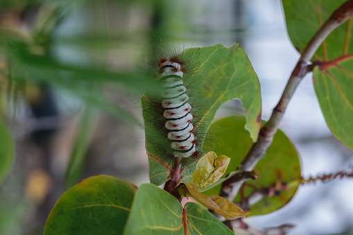 photograph of a caterpillar on a beach bush leaf, the photo was taken on a cloudy morning with a Cold tone and White balance. You can see trees, rocks, beach, dry vegetation, sun, sand.