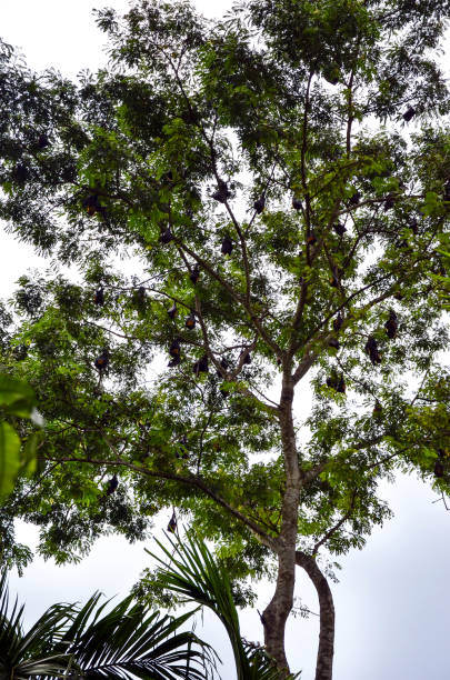 Thousands of pemba flying fox, one of the world miles de zorros voladores pemba, uno de los murciélagos frugívoros más grandes del mundo