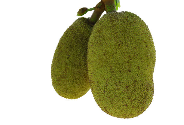 Jackfruit and jackfruit trees are hanging from a branch on a white background with clipping path.