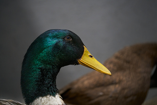 mallard duck on the lake