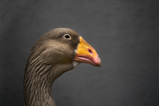 Goose bird head portrait