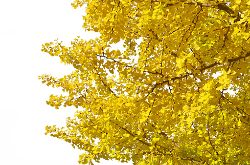Yellow ginkgo leaf on white background.