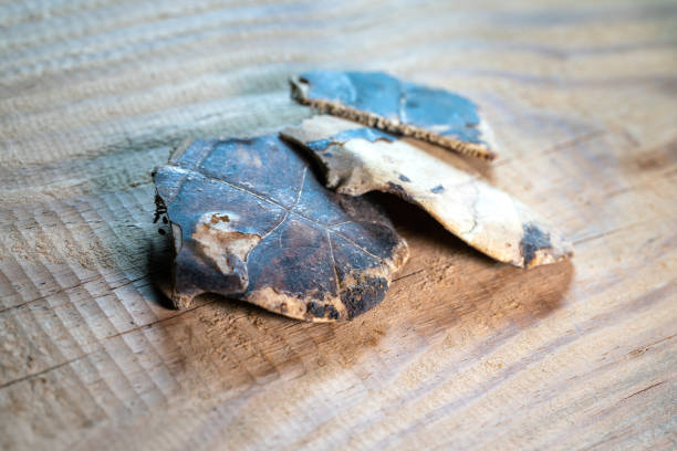istock chinese medicine Tortoise plastron on wooden table 1396387919