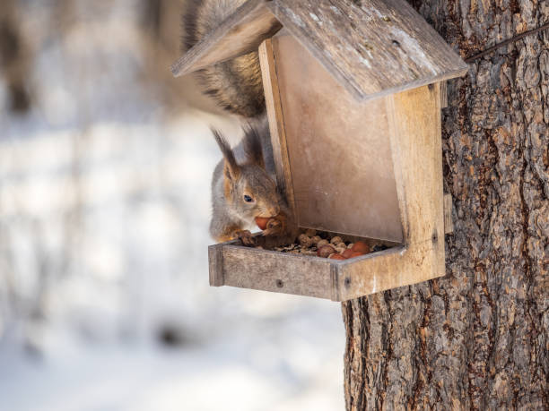 istock Grey fluffy squirrel eats nuts at the bird feeder in the winter park. 1396387986