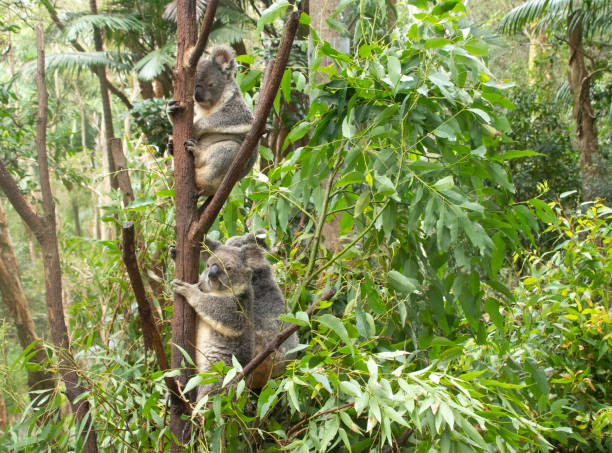 istock Three koalas in a tree. Two on one branch, one on the top. Two looking at the camera.  Eucalyptus trees and leaves all around them.  Gold Coast Queensland Australia 1396388022
