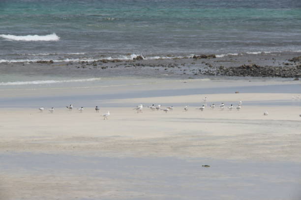 istock Beaches of Oman 1396389451
