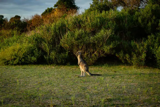 Photo of Small Kangaroo on grass at Wildlife Walk trail at Wilson Promontory