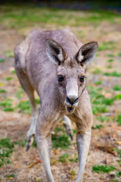 Photo of A giant fatal kangaroo is ready to attack people on the grass at Grampians National Park Victoria Australia