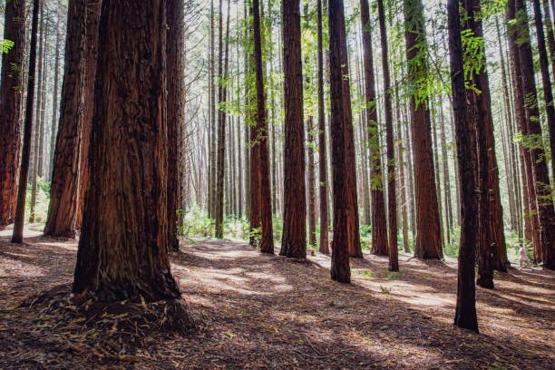 Red-barked trees forest of towering redwood trees, towering into the sky with sunlight day