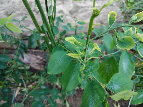 istock Close up of Sauropus androgynus (Katuk) leaves. 1396391476