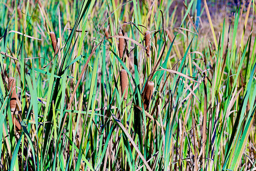 Young green with yellow tops twigs of Juniperus pfitzeriana or Juniperus media Golden Saucer. Juniper grows on pond shore. Nature concept for design. Place for your text