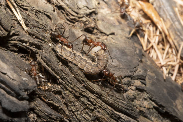 istock red ants and caterpillars 1396395378