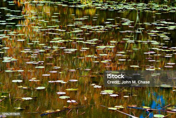 Water Lily Pads On A Pond Stock Photo - Download Image Now - Virginia - US State, Close-up, Environment