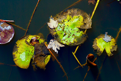 American bullfrog (Lithobates catesbeianus) and water lilies in a Connecticut garden pond, summer. Note the play of light in the bottom of the pond, upper right. This effect is known as caustic light.