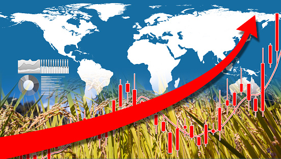A red rising graph of rice farming and world map background. The concept of rising world grain prices.