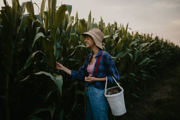 istock Corn farm is my business 1396398928