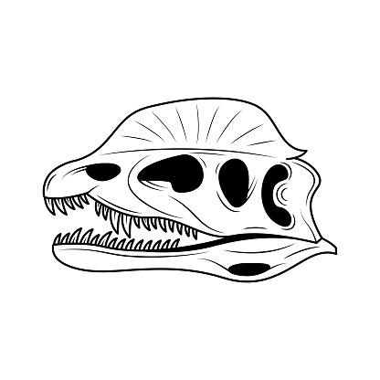 Abstract Black Simple Line Dinosaur Dilophosaurus Skull With Teeth Doodle Outline Element Vector Design Style Sketch Isolated On White Background Illustration Bones, Botanic, Skeleton