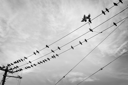 A flock of pigeons sitting on an electric wire