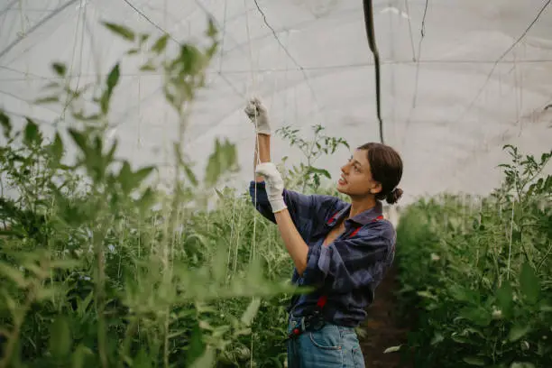 Female farmworker checking tomatoes growth and quality of environment and breeding conditions in the garden center.