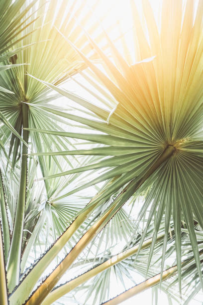 Tropical jungle Palm Leaves in sunlight