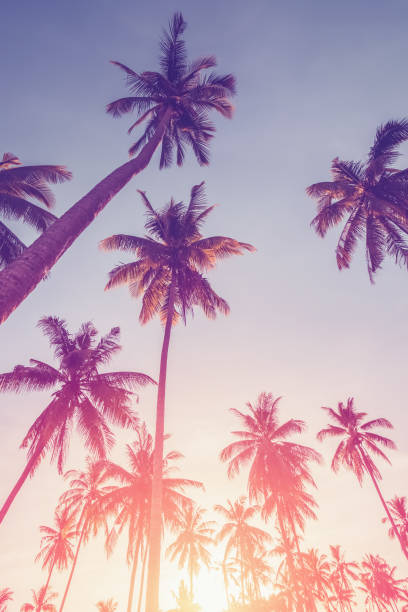 istock Tropical palm tree with sun light on sunset sky and cloud abstract background. Summer vacation and nature travel adventure concept. 1396400225