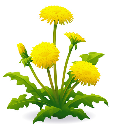 Vector illustration of beautiful blooming Dandelions isolated on white background. 3-2