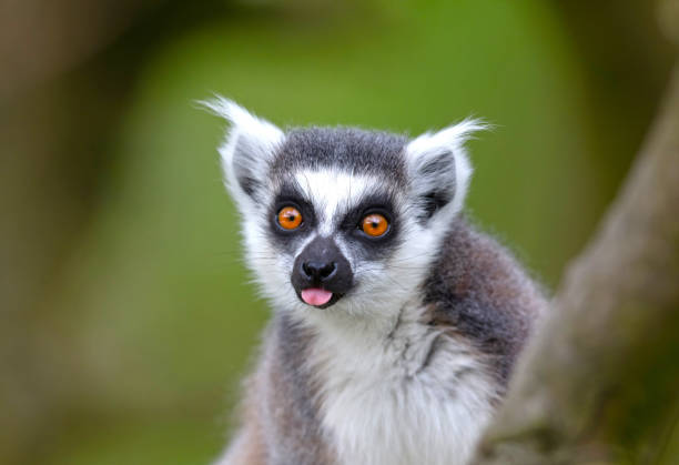 Lemur Catta (Maki) in it's natural habitat