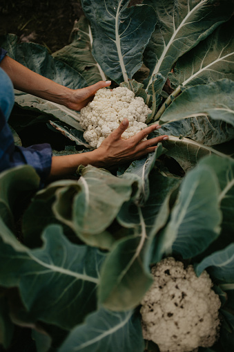 Top view of a young Woman Harvesting Home Grown Lettuce and cauliflower. Focus on hands holding cauliflower