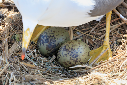 Breeding season black-tailed gull nests and eggs