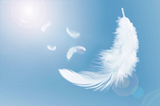 istock White Fluffy Feathers Floating in the Sky. Swan Feathers Flying in Heavenly. 1396402575