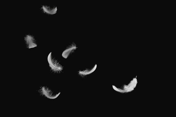 istock White Feathers Falling in The Air. Swan Feather on Black Background. Down Feathers. 1396402582