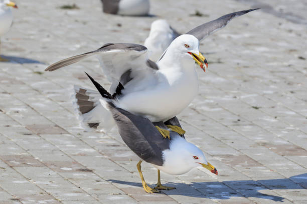 istock Copulation of black-tailed gulls that reached the climax 1396405955