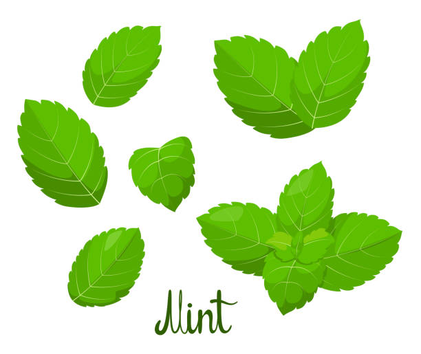 illustrazioni stock, clip art, cartoni animati e icone di tendenza di un set di foglie di menta - mint