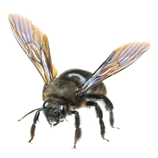 insectes d’europe - abeilles: macro d’abeille charpentière violette mâle (xylocopa violacea allemand blauschwarze holzbiene) isolée sur fond blanc - abeille menuisière photos et images de collection