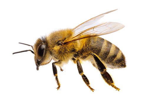 Más de 100 imágenes de abejas | Descargar imágenes gratis en Unsplash Más de 100 imágenes de abejas | Descargar imágenes gratis en Unsplash