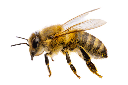 insectos de Europa - abejas: vista lateral macro de abeja melífera occidental ( Apis mellifera) aislada sobre fondo blanco con alas extendidas photo