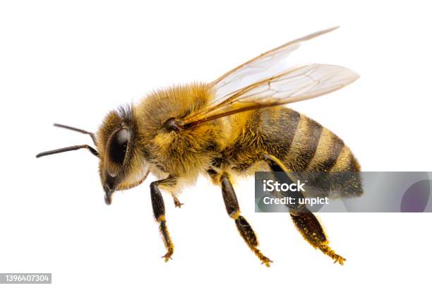 Insects Of Europe Bees Side View Macro Of Western Honey Bee Isolated On White Background With Wings Spreaded Stock Photo - Download Image Now