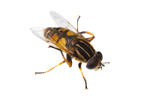 Animals on white background: insects of europe - flies: macro of hoverfly Helophilus pendulus ( dangling marsh-lover hoverfly german Gemeine Sumpfschwebfliege ) isolated on white background - top view