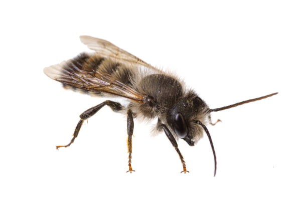 insetos da europa - abelhas: vista lateral da abelha macho osmia bicornis red mason bee (alemão rote mauerbiene) isolada no fundo branco - bicornis - fotografias e filmes do acervo