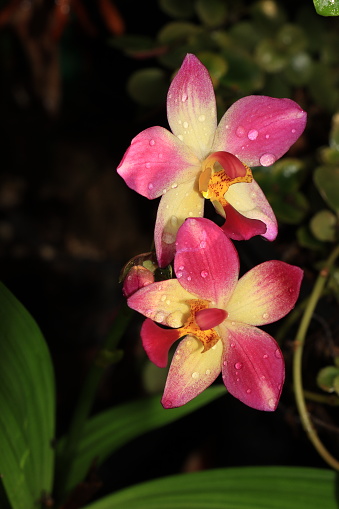 Orchid Pink Phalaenopsis Purple Tropical Flower Summer Pattern Macro Photography Soft Selective Focus
