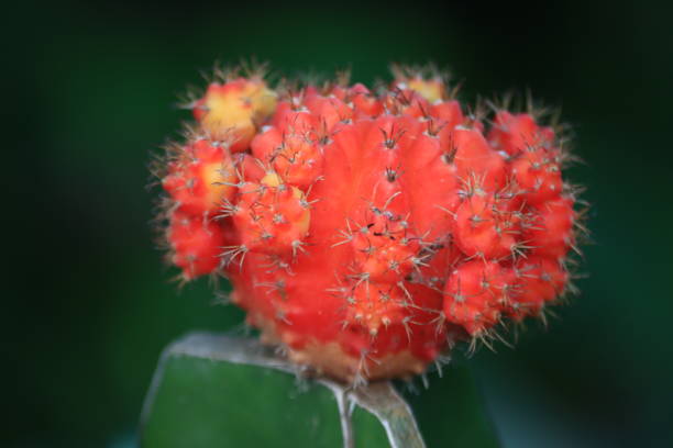 Closeup view of Moon cactus - Gymnocalycium mihanovichii, is a succulent plant is also known by the common names ruby ball cactus, star flowered cactus, and red cap